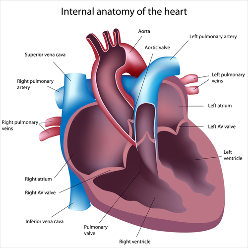 Pulmonary Hypertension Heart Anatomy